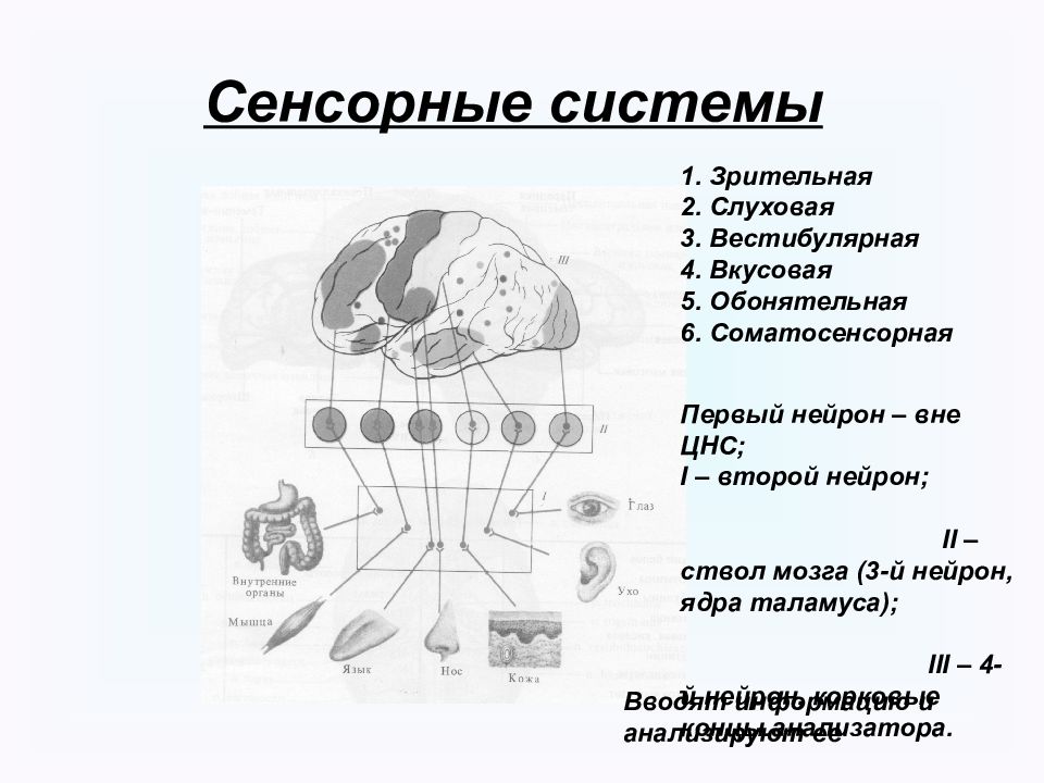 Нейрофизиология курсы