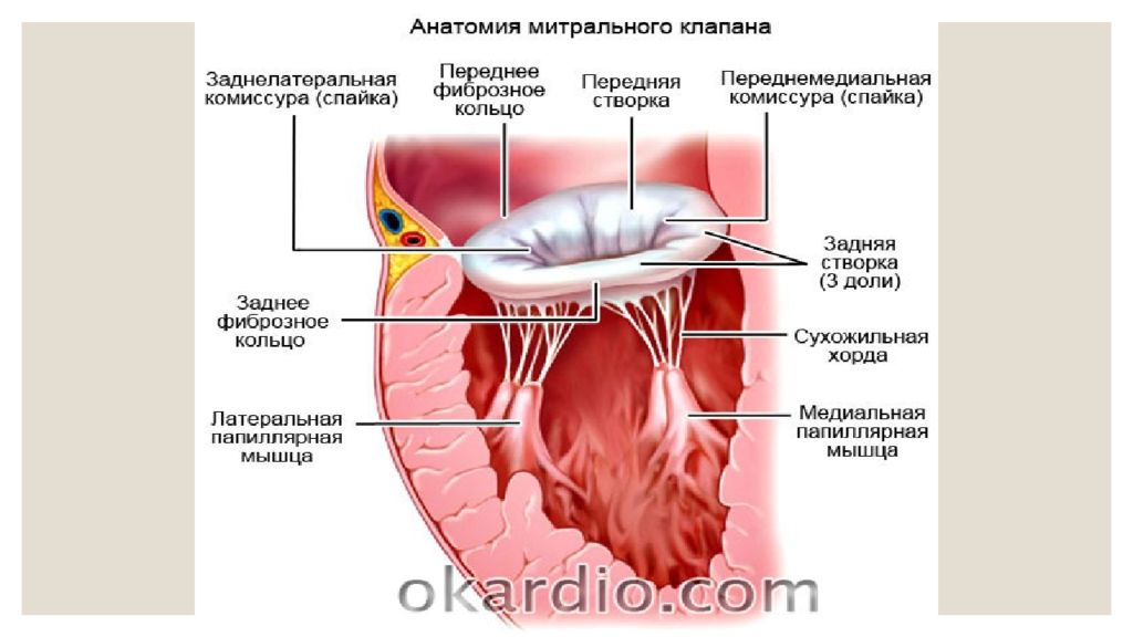 Какой клапан находится на границе левого желудочка. Дилатация митрального фиброзного кольца.