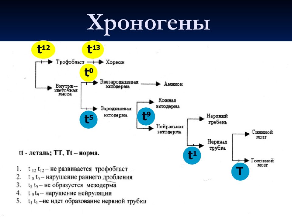 Гены онтогенеза