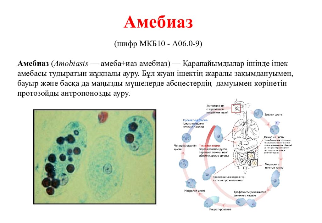 Заболевания вызванные амебами. Амебиаз клиническая картина. Амебиаз возбудитель.