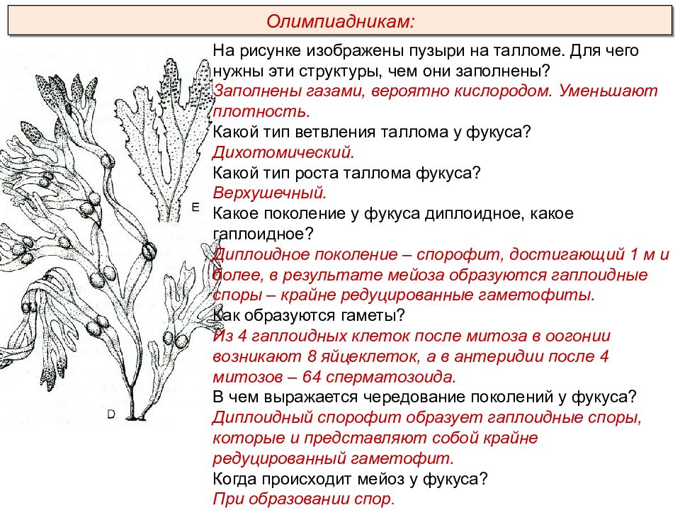 Тип питания низших растений