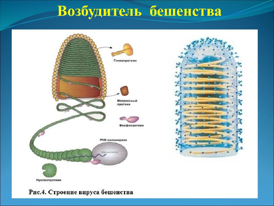 Презентация по микробиологии на тему бешенство