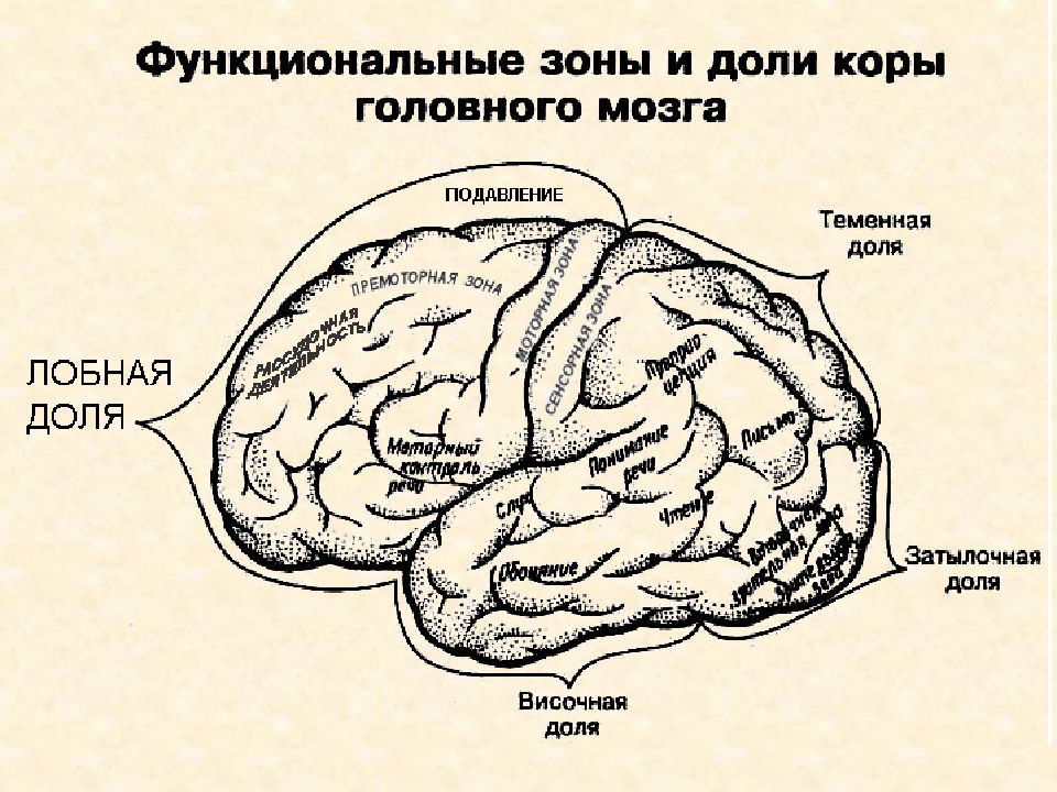 Функции лобной доли головного мозга человека