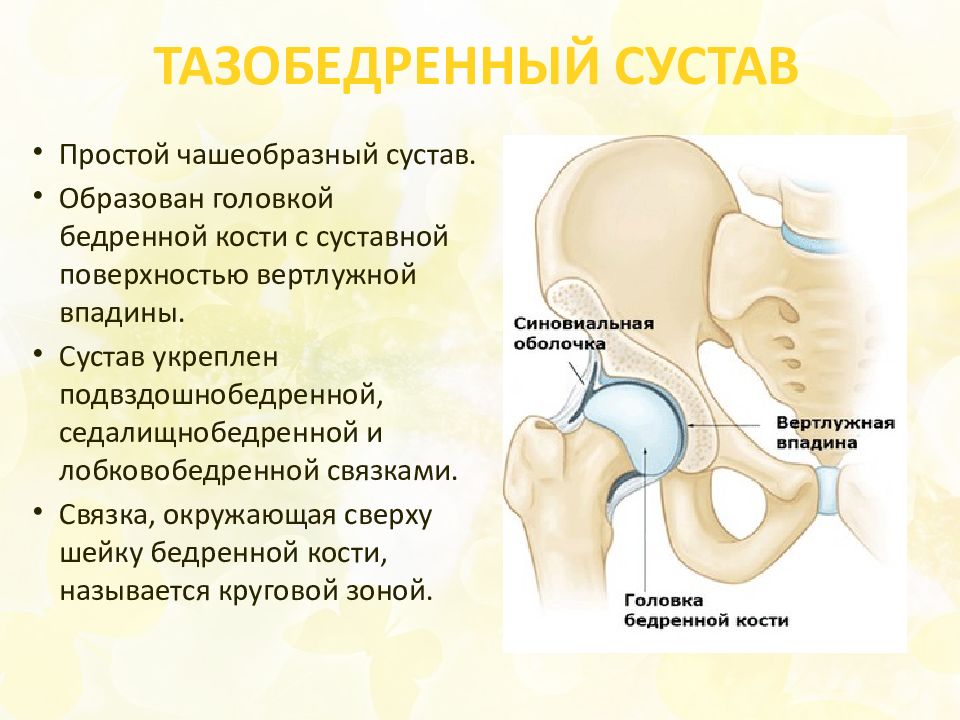 Вертлужная впадина тазобедренного сустава. Вертлужная впадина. Вертлужные впадины таза. Поперечная связка вертлужной впадины. Таз вертлужная впадина.