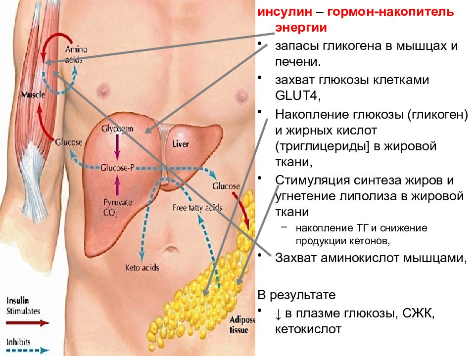 Железы печени и почек