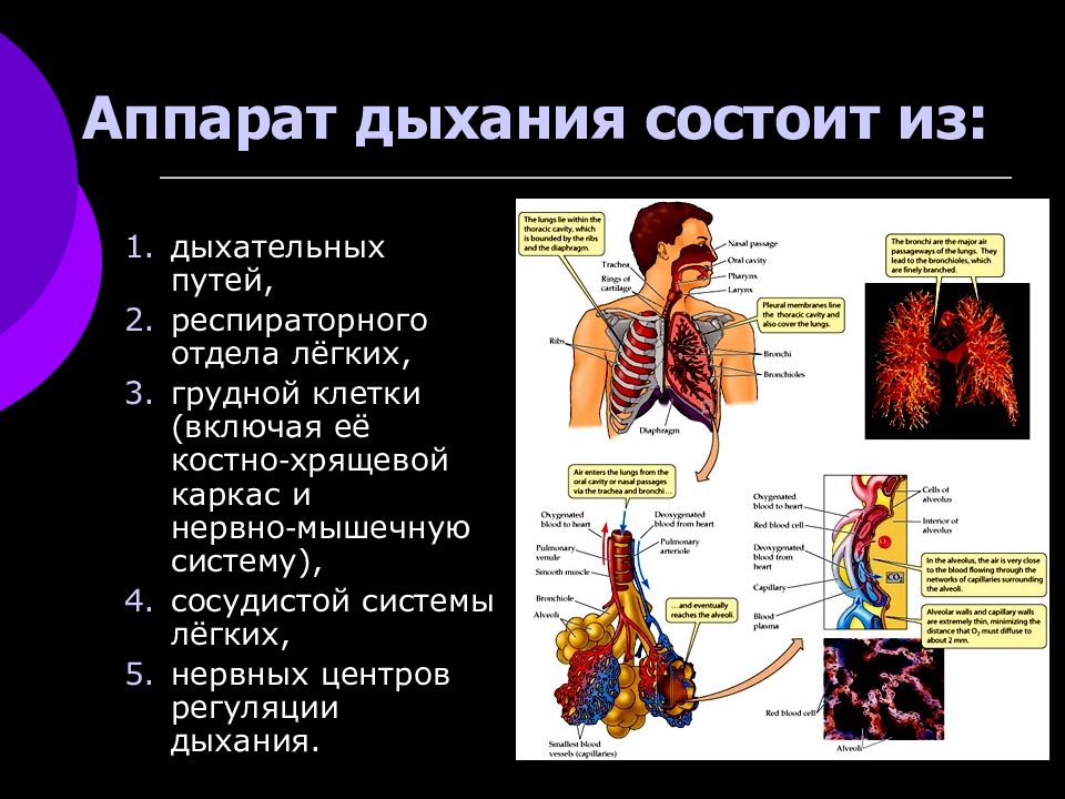 Физиология дыхания животных. Физиология дыхания. Физиология дыхания презентация. Аппарат для дыхания. Физиология дыхания вывод.