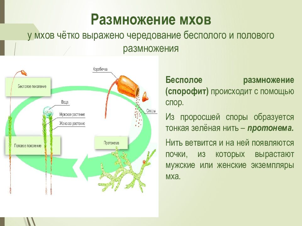 Размножение мхов у мхов чётко выражено чередование бесполого и полового размножения