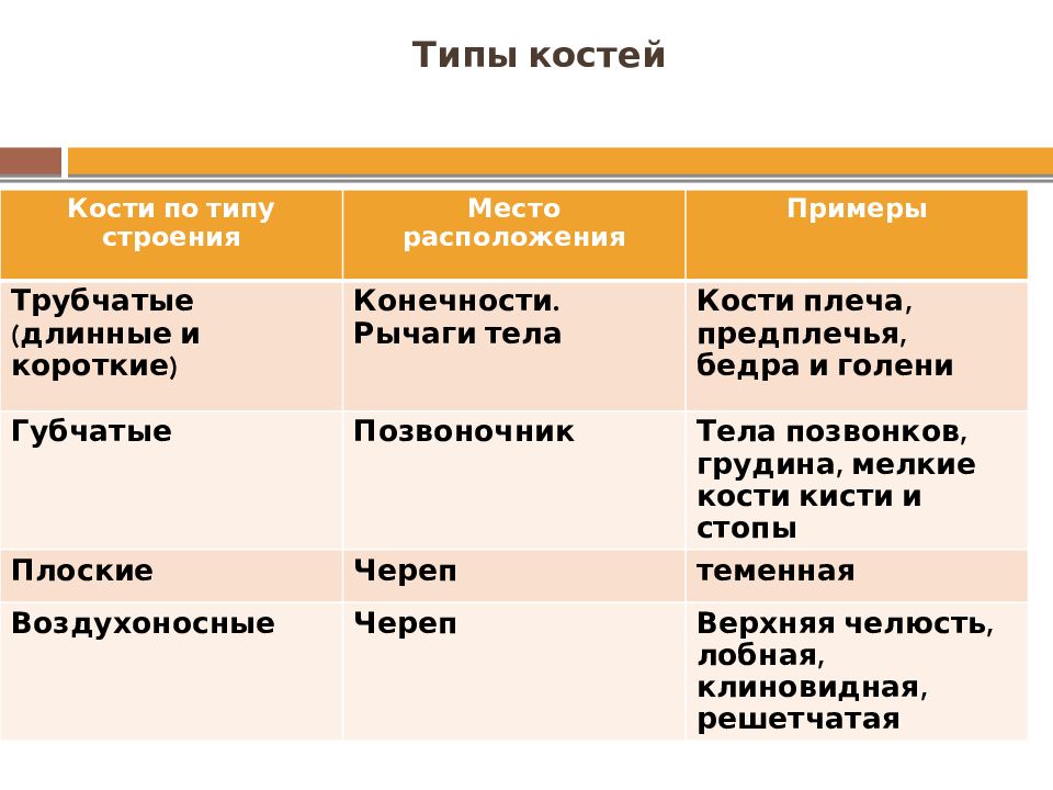 Опорно-двигательная система