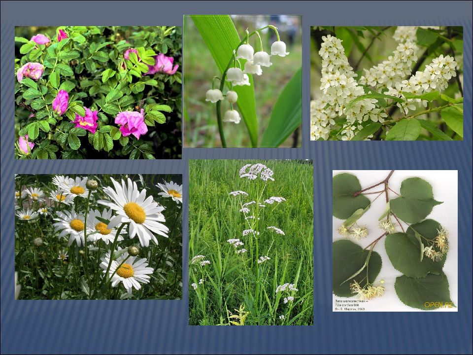 Экология группы растений. Растения в группе мезофиты. Мезофиты ксерофиты таблица. Мезофиты приспособления. Растения разных экологических групп.