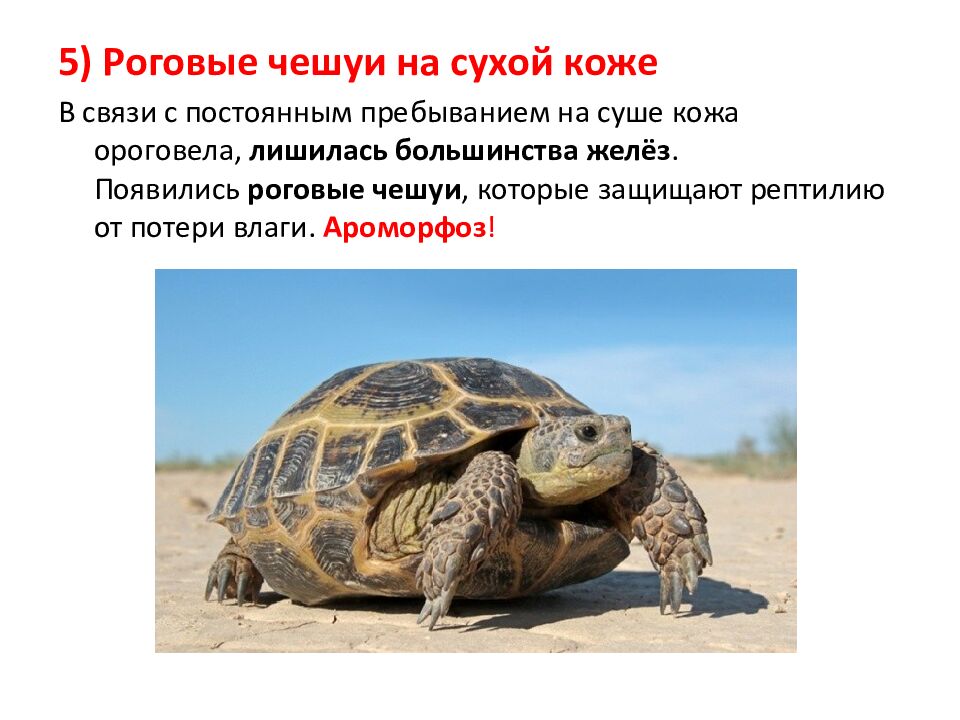 Ароморфозы пресмыкающихся