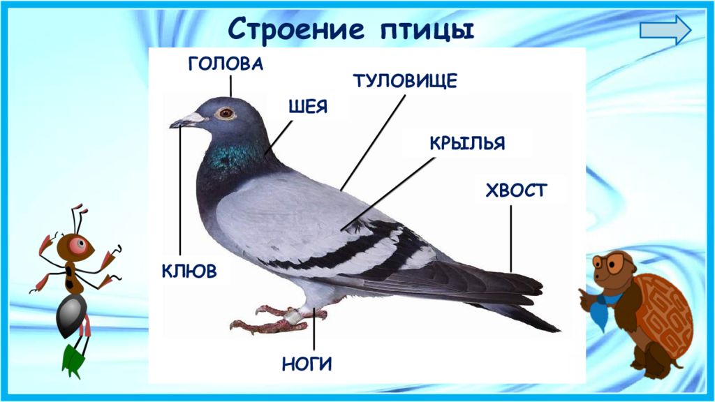 Кто такие птицы окружающий мир 1 класс презентация