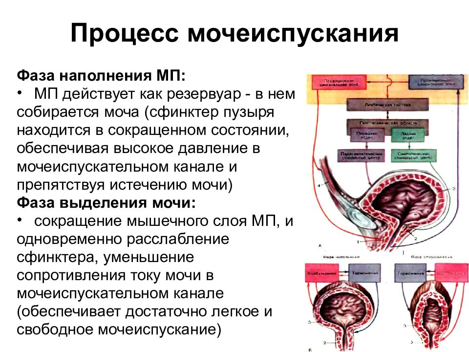 Механизм опорожнения мочевого пузыря. Процесс мочеиспускания его регуляция. Процесс мочевыделения. Процесс мочевыделения и мочеиспускания.