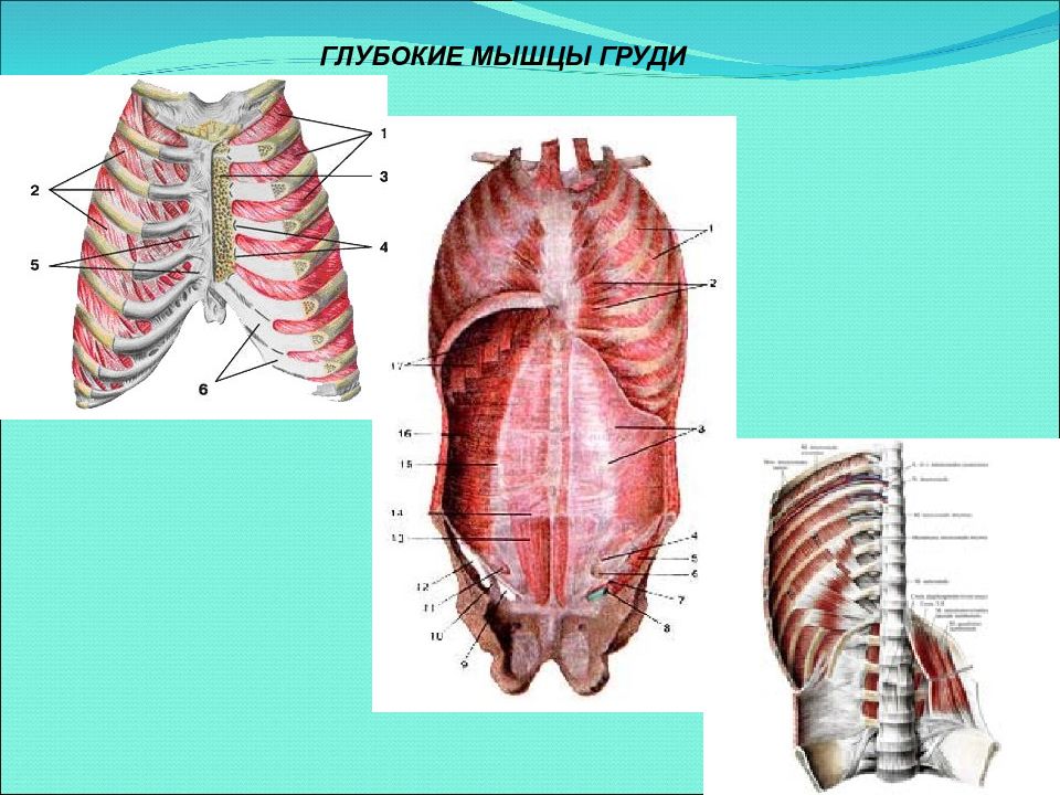 Глубокие грудные мышцы. Глубокие мышцы груди. Глубокие мышцы грудины анатомия. Мышцы груди анатомия. Мышцы и фасции туловища анатомия.
