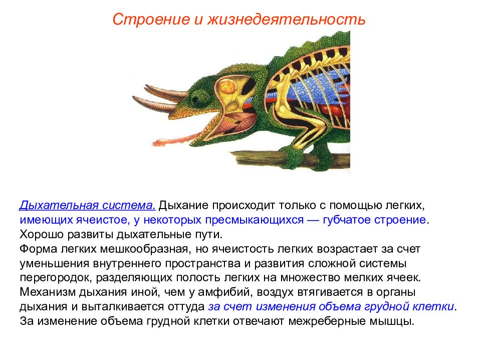 Дыхательная система презентация пименов