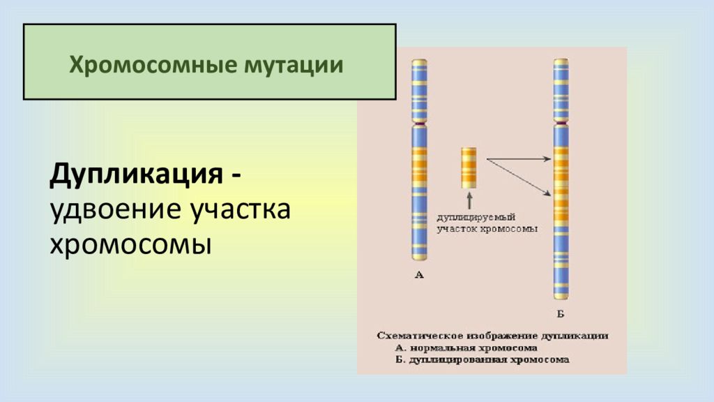 Удвоение участка хромосомы какая мутация. Дубликация хромосомная мутация. Дупликация участка хромосомы. Пример дупликации в хромосомной мутации. Удвоение участка хромосомы (дупликация).