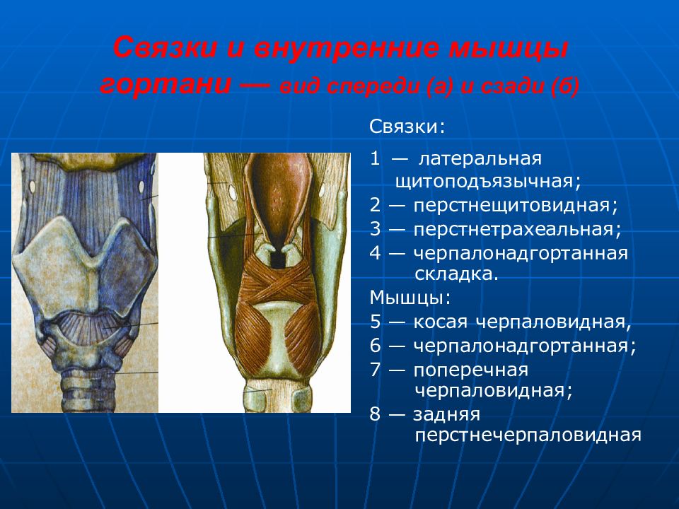 Мышцы гортани схема