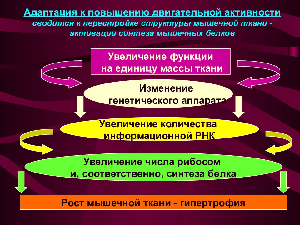 Комплексная оценка общего адаптационного синдрома у детей презентация