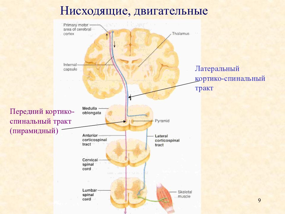 Кортико спинальный путь схема