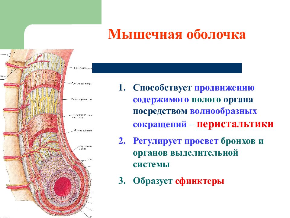 Оболочки мышц. Мышечная оболочка бронхов. Наружная оболочка бронхов.