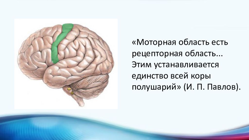 Двигательная область мозга. Учение Павлова об анализаторах. Моторная область. Дополнительная моторная область мозга. Общие положения учения и.п.Павлова об анализаторах.