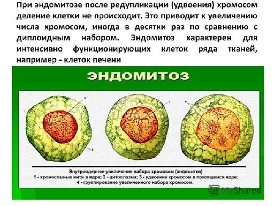 Эндомитоз биологическое значение. Эндомитоз это в биологии. Эндомитоз это в биологии. Амитоз презентация. Эндомитоз биологическое значение.