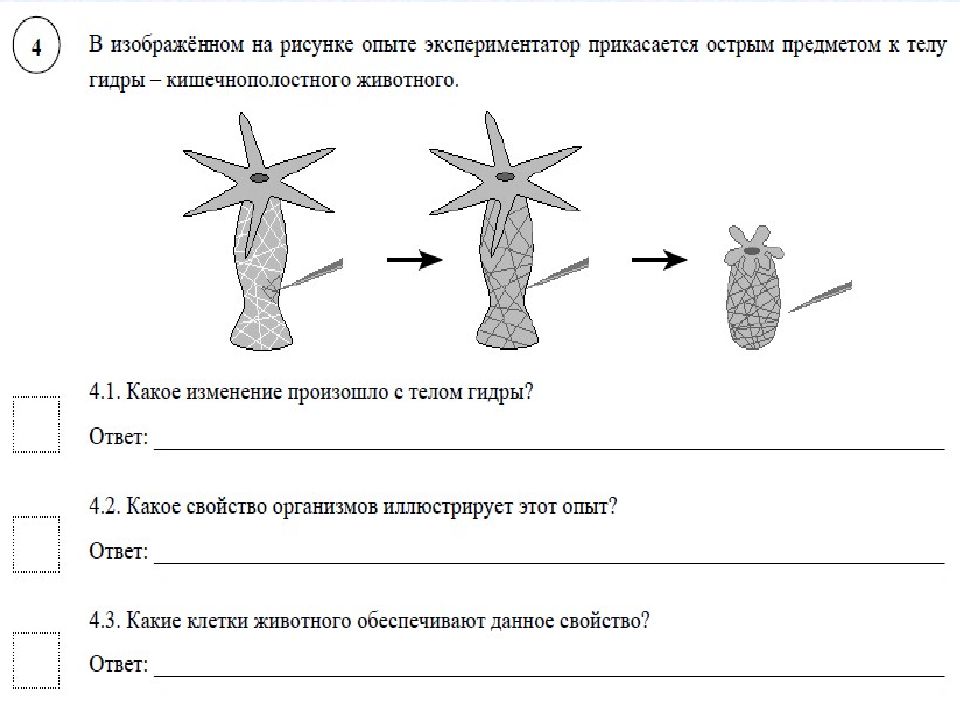 Для иллюстрации какой малой группы может быть использовано данное изображение впр 6 класс