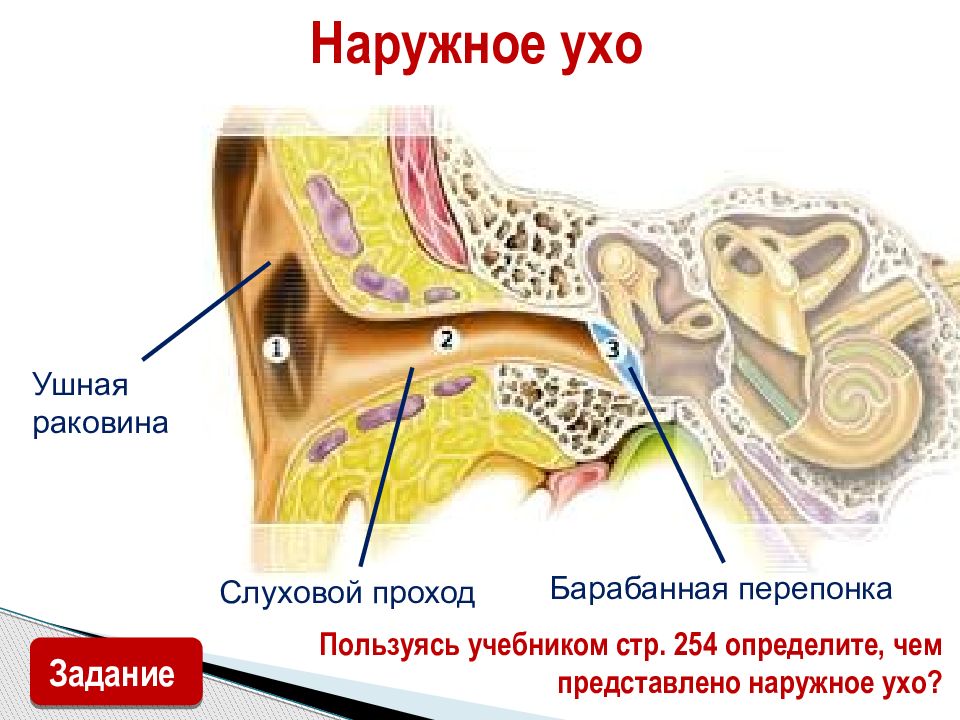 Орган слуха усиливающий звуковые колебания. Наружное ухо барабанная перепонка. Ушной проход раковины слуховой и барабанной перепонки. Ушная раковина анатомия.