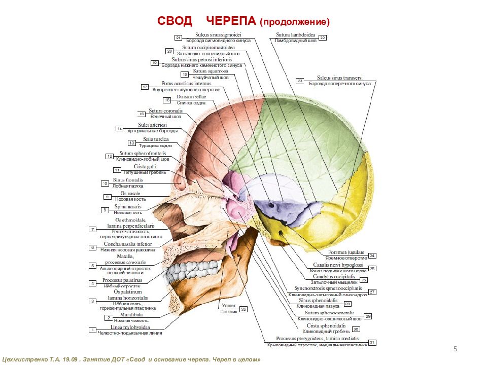 Свод черепа анатомия картинки