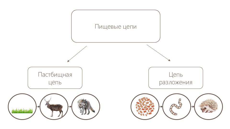 Клещи в пищевой цепочке. Пищевая цепочка разложения. Пастбищная пищевая цепь. Цепь выедания и цепь разложения. Пастбищная цепочка питания.