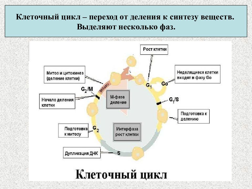 клеточный цикл деление