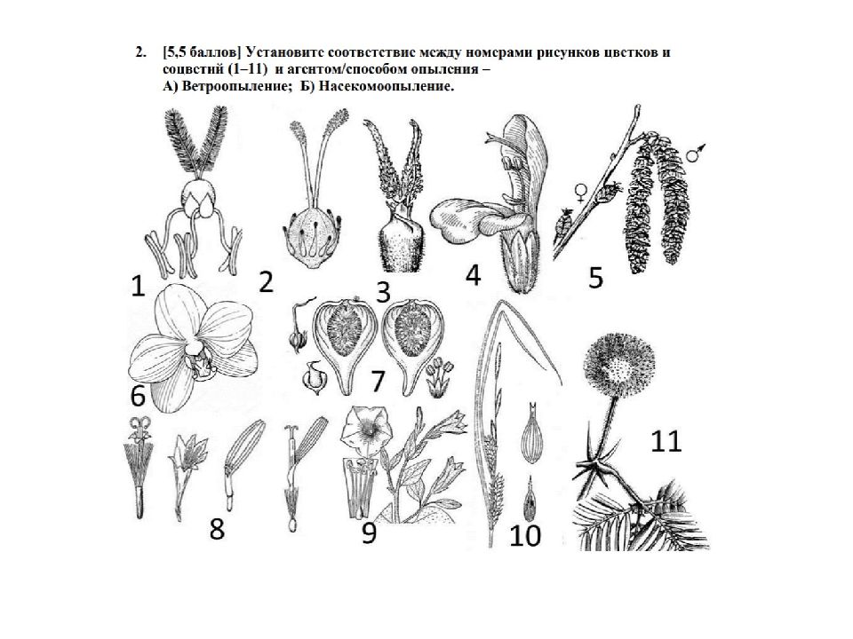 Семенные растения примеры 6 класс. Семенные растения презентация 5 класс Пасечник.