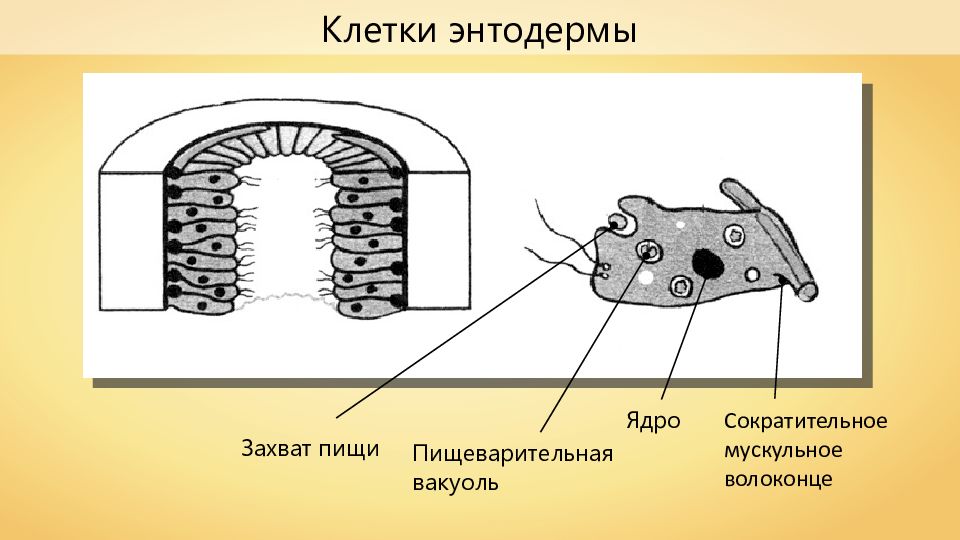 Энтодерма на рисунке