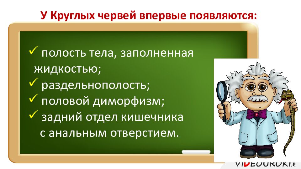 У Круглых червей впервые появляются: