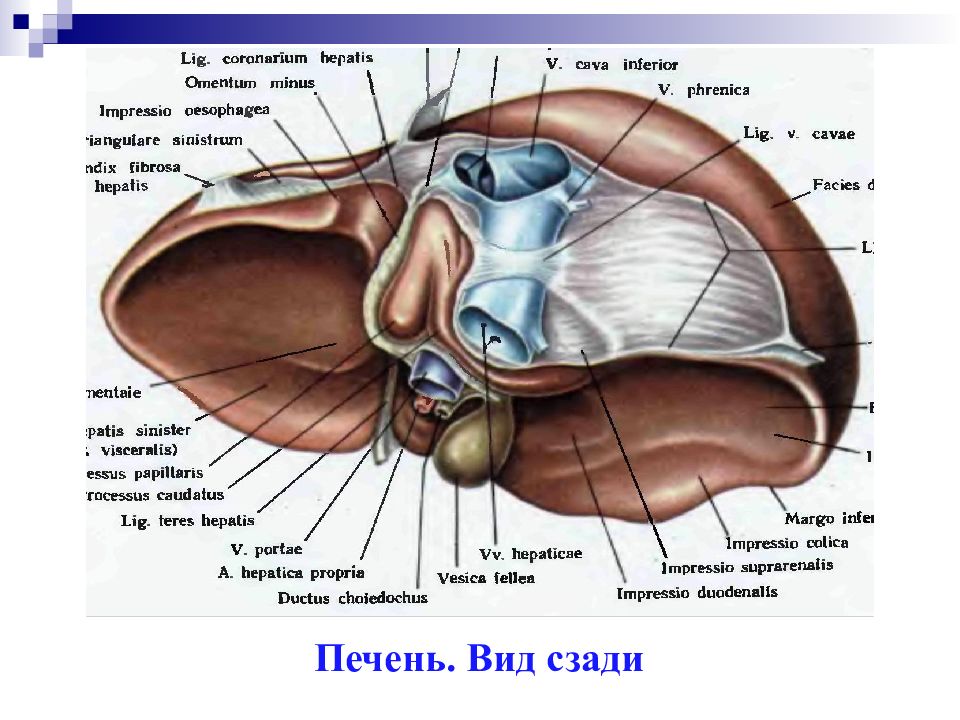 Hepatis перевод с латинского. Вдавления печени анатомия. Строение печени вид снизу. Печень вид снизу висцеральная поверхность.