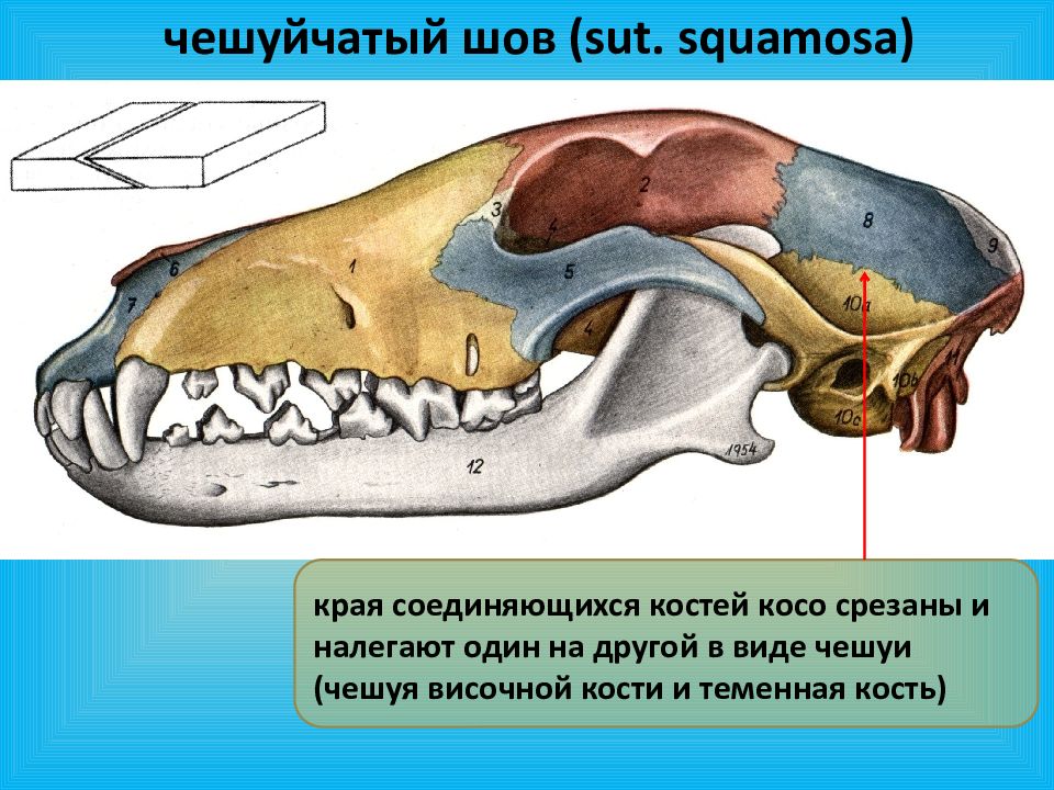 Подвижное соединение в черепе. Соединение костей черепа животных. Кости черепа собаки. Соединение костей черепа собаки. Череп собаки соединен.