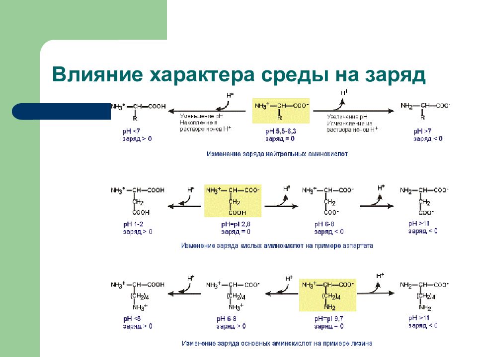 Изменение характера среды. Влияние изменения PH среды на заряд аминокислоты. Ионизация аминокислот в растворах. Влияние PH среды на ионизацию аминокислот. Ионизация аминокислот в нейтральной среде.