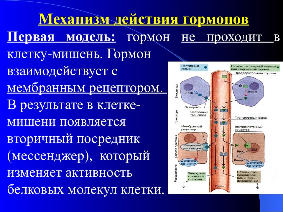 Механизм действия гормонов физиология. Перечислите пути действия гормонов на клетки-мишени. Аутокринные гормоны примеры. Виды и механизмы действия гормонов. Пример аутокринного действия гормонов.