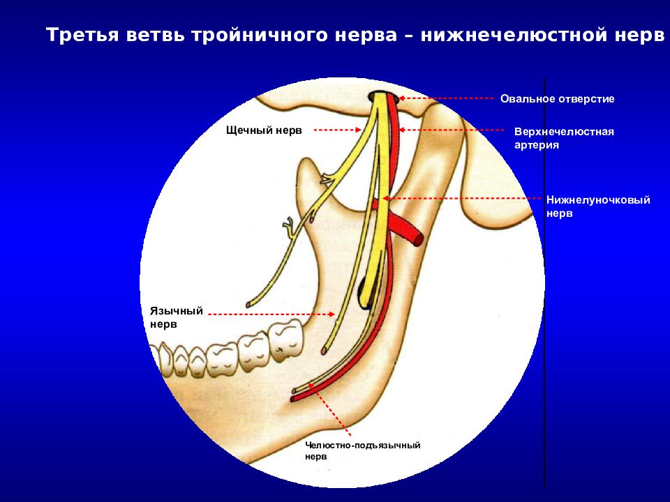 Ветви нижнечелюстного нерва схема