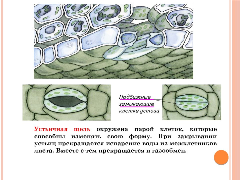 Межклетники заполнены воздухом. Межклетник в растительной клетке. Устьичная щель. Строение устьичного аппарата. Анизоцитный Тип устьичного аппарата.