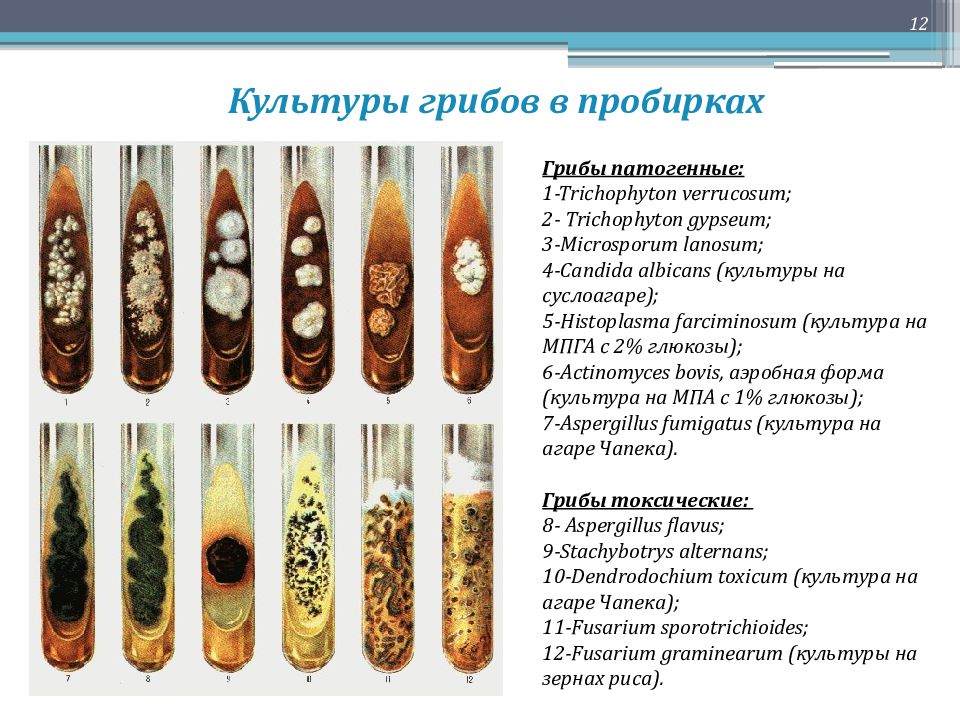 Микология микробиология презентация