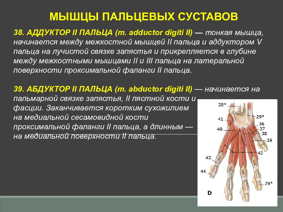 Лучистая связка запястья