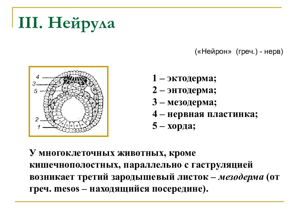 Рассмотрите рисунок и назовите зародышевый листок позвоночного