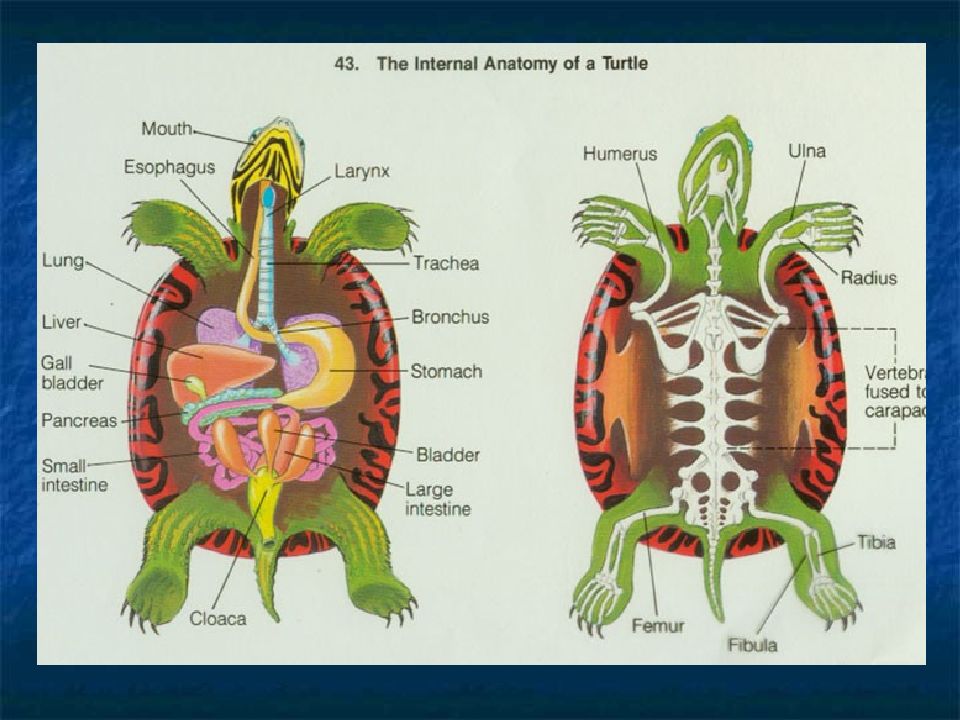Сердце черепахи поделено на два. Внутреннее строение красноухой черепахи. Красноухая черепаха строение внутренних органов. Внутреннее строение сухопутной черепахи. Строение черепахи внутри.