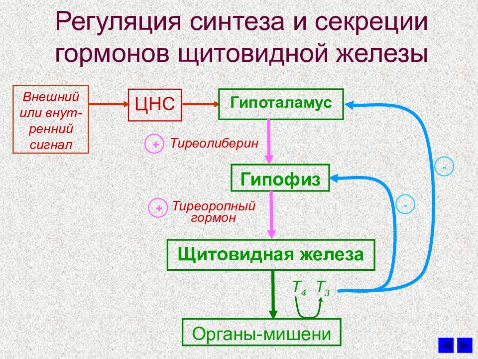 Гормоны щитовидной железы физиология презентация