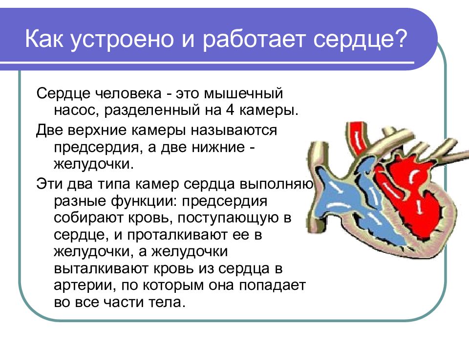 Проект сердце человека