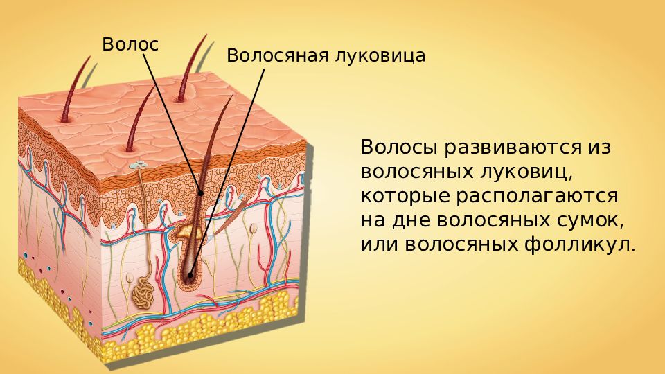 Ткани образующие кожу человека