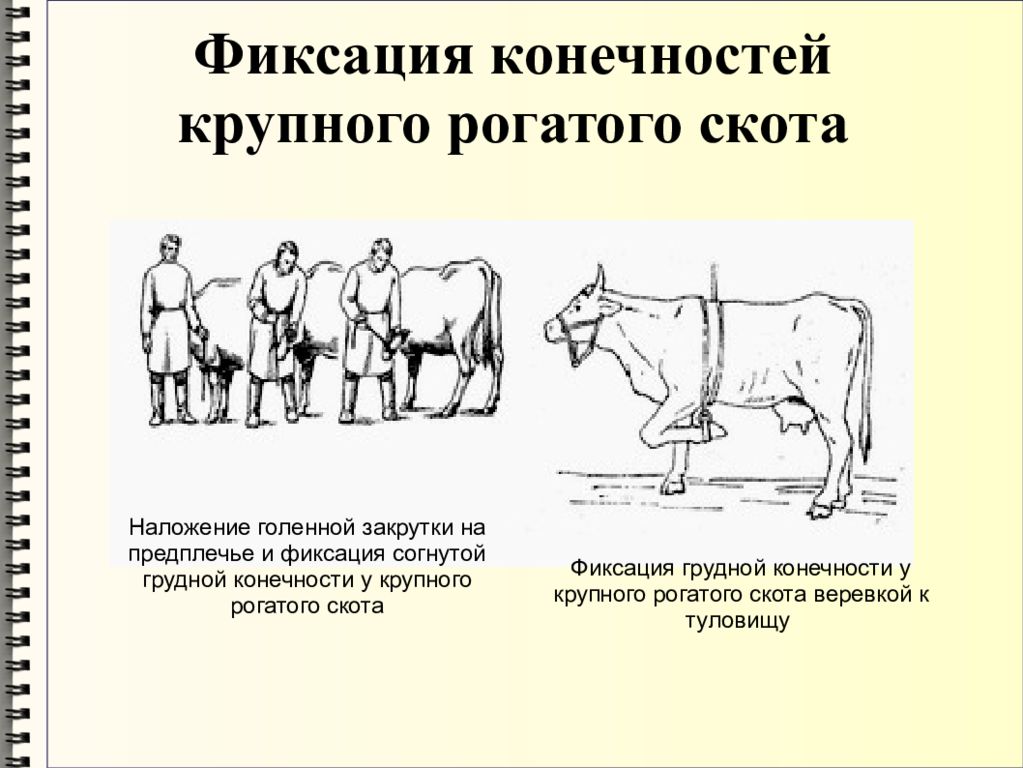 Крс безопасность. Методы фиксации КРС. Фиксация грудной конечности КРС. Способы фиксации и обездвиживания КРС. Фиксация крупного рогатого скота конечности.