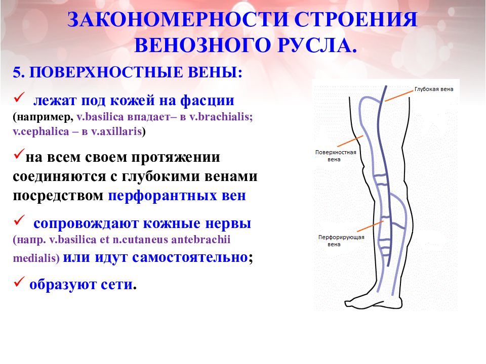 Закономерности строения. Закономерности строения вен. Венозное русло анатомия. Венозное русло схема. Принципы расположения вен в организме.