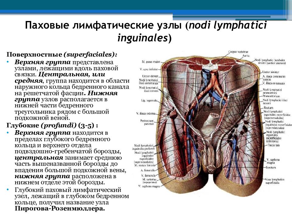 Паховые лимфатические узлы