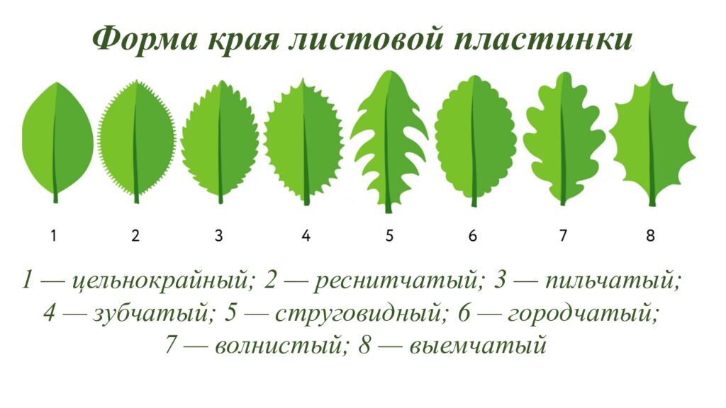 Особенности внешнего и внутреннего строения листа